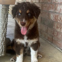 Dolly - Red tri-color female Australian Shepherd puppy in Cypress, Texas from Cypress Aussies