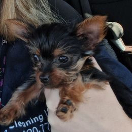 Yorkshire Terrier Puppies from Lynn McBride
