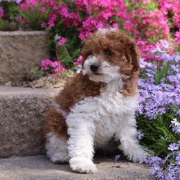Butterscotch Boy - Red male Whoodle puppy in West Bend, Iowa from Blue Skies Terriers