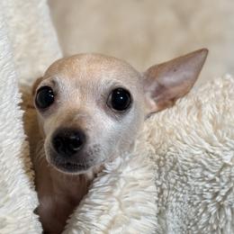 Latoya - Chihuahua