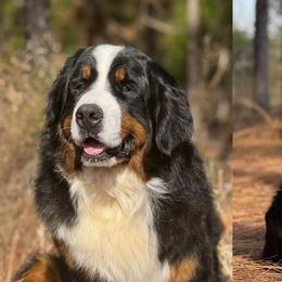 Bernese Mountain Dog puppies from Faith’s Bernese