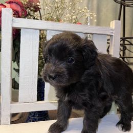 Aussiedoodle Puppies from Kingsden Aussies and doodles