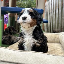 Bernedoodle, Poodle, and Saint Berdoodle Puppies from Myt fine doodles