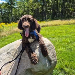 Archie - Parti male Poodle puppy in Belgrade, Maine from Mere Point Poodles
