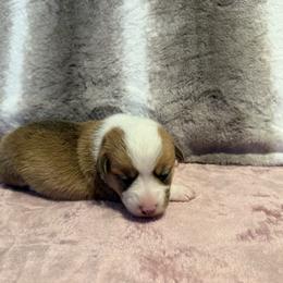Ophelia - White and red female Pembroke Welsh Corgi puppy in Ohio from Canal Corgis