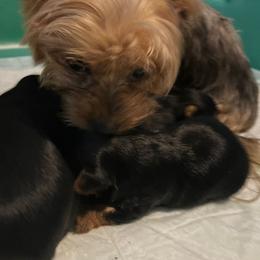 Yorkshire Terrier Puppies from The Yorkie House