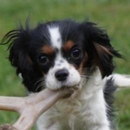 Pearl - Cavalier King Charles Spaniel