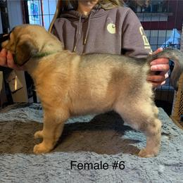 Female 6 - Fawn female Anatolian Shepherd Dog puppy in Daggett, Michigan from T&S Anatolians