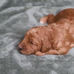 Astro - Red  male Goldendoodle puppy in Macclenny, Florida from Baker County Goldendoodles