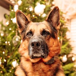 Beckham - German Shepherd