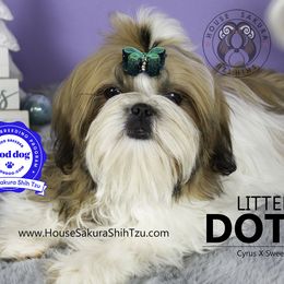 Shih Tzu Puppies from House Sakura Shih Tzu
