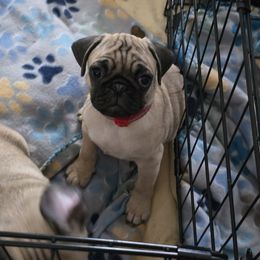 Boy 6 - Fawn male Pug puppy in Rochester, New York from Natalia's Pugs