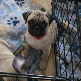 Boy 6 - Fawn male Pug puppy in Rochester, New York from Natalia's Pugs