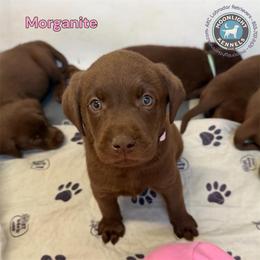 Morganite - Chocolate female Labrador Retriever puppy in Elloree, South Carolina from Moonlight Kennels LLC