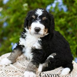 Canyon - Tri-color male Bernedoodle puppy in Tucson, Arizona from Sun Valley Goldendoodles