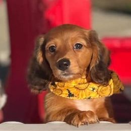 Dachshunds from Heavenly Doxies