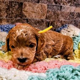 Luigi - Red  male Goldendoodle puppy in Forest, Ohio from Mini Doodle Buddies