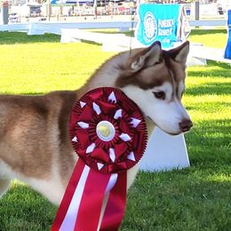Sven - Siberian Husky