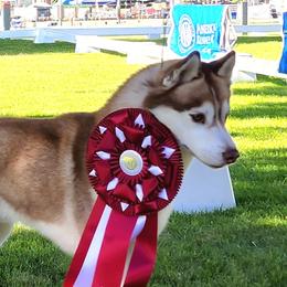 Sven - Siberian Husky