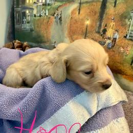 Hope - Cream female Dachshund puppy in Hensley, Arkansas from The Dachshund Barn
