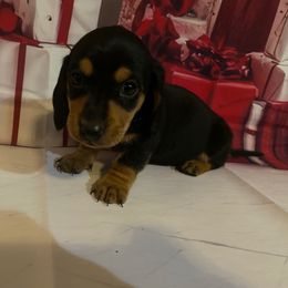 Girl 2 - Black and tan female Dachshund puppy in Stilwell, Oklahoma from Bidding Creek Dachshunds
