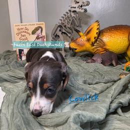 Cowlick - AKC - Fawn (isabella) and tan male Dachshund puppy in Selma, North Carolina from Facin East Dachshunds
