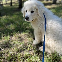 Great Pyrenees Puppies from Outlaw Acres Farm & Kennels