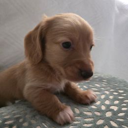 Mason - Cream male Dachshund puppy in Lincolnton, North Carolina from Oakview Kennels