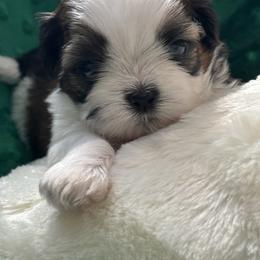BOY 1 - Red and white male Shih Tzu puppy in Centralia, Washington from FRUFFLES SHIH TZUS