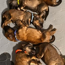 Sam - Fawn male Bouvier des Flandres puppy in Scottsdale, Arizona from Desert Diamonds Bouviers