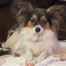 Madison - Papillon