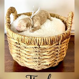 Tinsel - Apricot male Goldendoodle puppy in Midlothian, Virginia from RVA DOODLES, LLC