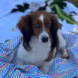 Trish - Dachshund