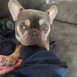 Mello - French Bulldog
