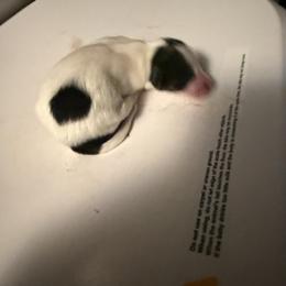 Girl 2 - White black and tan female Papillon puppy in Fremont, Michigan from Barque