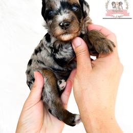 Aussiedoodle and Australian Mountain Doodle Puppies from Ridgeline Doodles