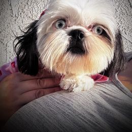 Crystal - Shih Tzu