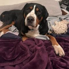 Gidget - Greater Swiss Mountain Dog