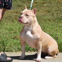 Valkyrie - Fawn female American Bully puppy in Nebraska from Wulfsbane American Bullies