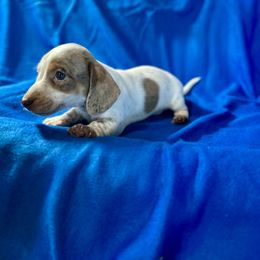 Banjo - Piebald male Dachshund puppy in Stilwell, Oklahoma from Ross Ranch Dachshunds