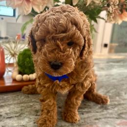 Woody - Red  male Goldendoodle puppy in Idabel, Oklahoma from Kay Kay’s Poodles & Doodles