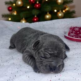 Girl 1 - Blue female French Bulldog puppy in Amarillo, Texas from Bomb City Bulldogs