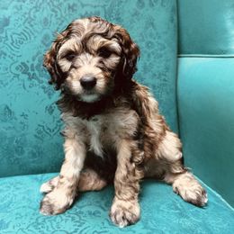 Toffee - Sable male Aussiedoodle puppy in Watertown, Wisconsin from Little Bear Paws Aussiedoodles