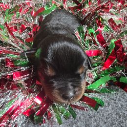 Girl - Black and tan female Rottweiler puppy in Peoria, Arizona from Von Diamond Hearts Rottweilers