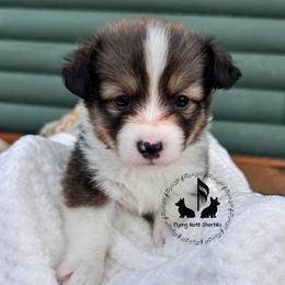 Bonsai Full Fluffy With A Tail - Sable male Pembroke Welsh Corgi puppy in Casper, Wyoming from Flying Note Shorties