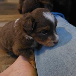 Talako - Red tri male Miniature Australian Shepherd puppy in Arlington, Texas from CopperHead Aussies