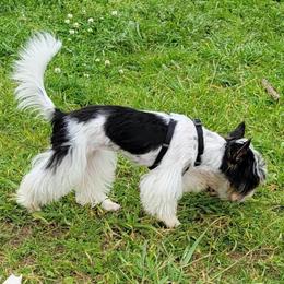 Biewer Terrier and Papillon All Grown Up from Southern Belle's Biewer Terriers & Papillons