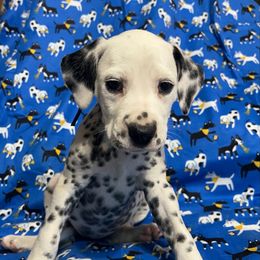 Pearl(LUA)- Purple - White and black female Dalmatian puppy in Claremore, Oklahoma from Lotsofdots Dalmatians