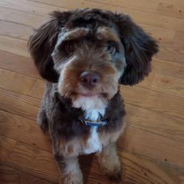Coco - Cavapoo