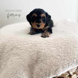 Asiago - Black & tan male Maltipoo puppy in Huntsville, Texas from Nelson Creek Farms